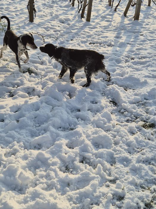 Женски ловни кучета