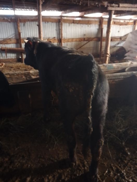 Продам двух быков