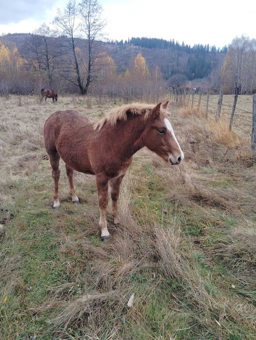 Mânz de vânzare!! Armăsar