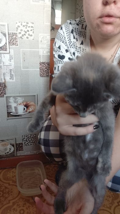 Отдам котят в добрые руки
