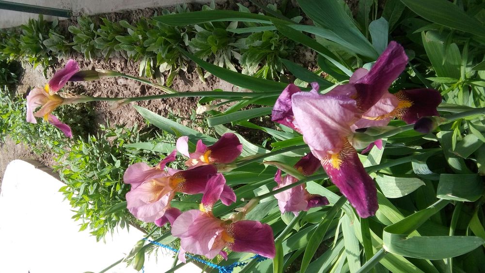 Цветы ирисы. 3 разных цвета.