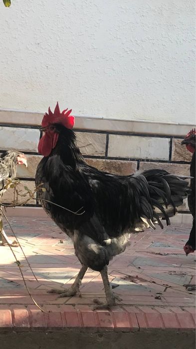 Брама, жерси хўроз товуқлар сотилади, нархи 500000 сўмдан, келишамиз