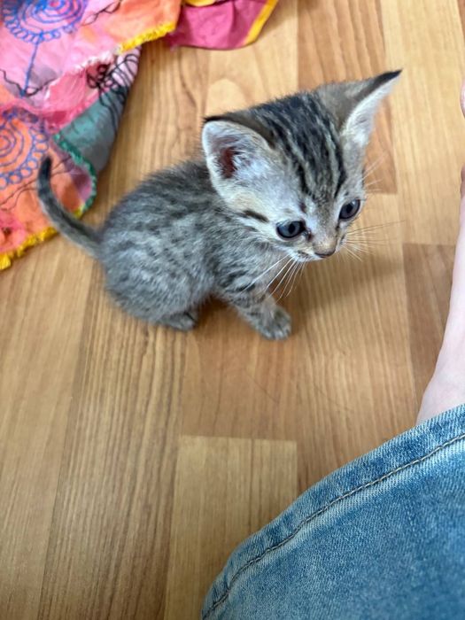 Бенгальский котёнок мальчик