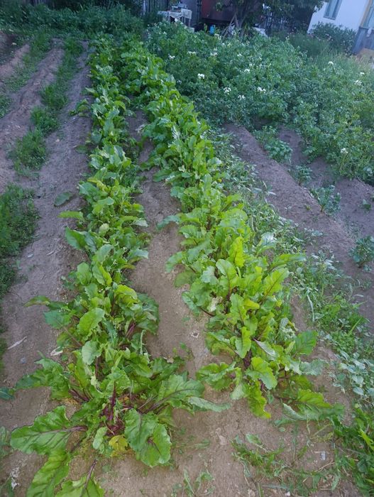 Продам дачу в обществе СПП