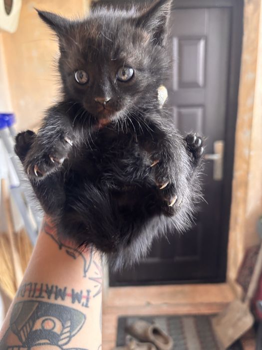Котята черненькие :)