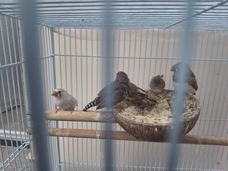 Peruși,  zebre australiene , preț negociabil , detalii in privat