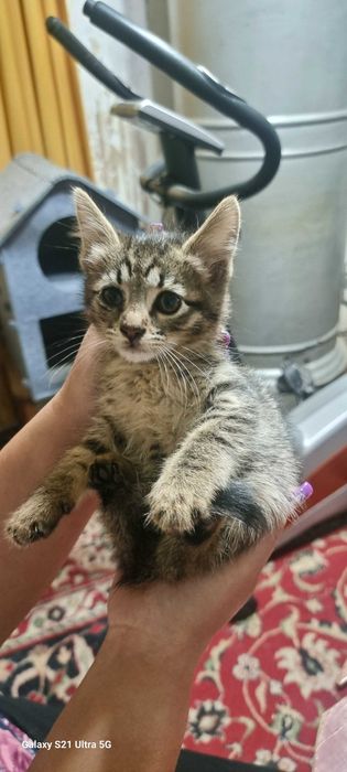 отдам котят даром в хорошие руки