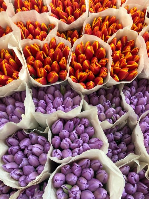 Тюльпаны Оптом Беларусь Голландия