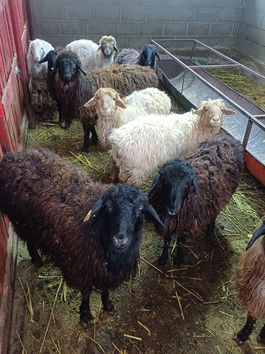 Токтылар сатылады