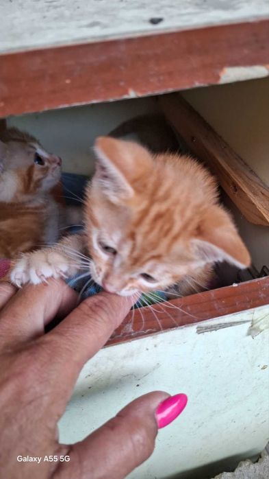 Подарявам котета