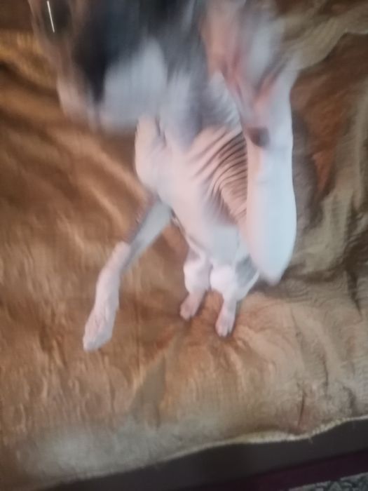 Дән кий сфинкс кот Обмен