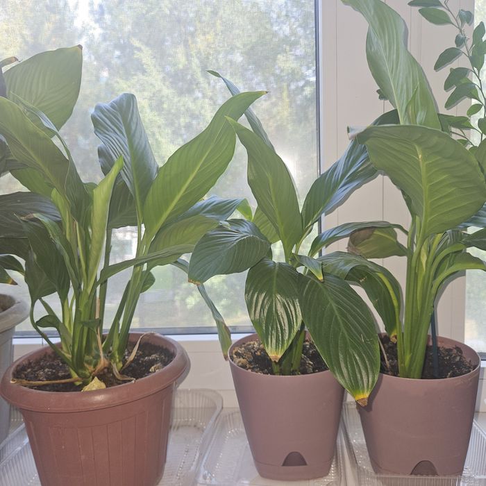 Продам комнатные растения