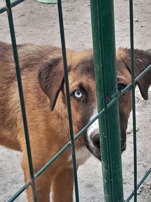 Бесплатно в ответственные руки