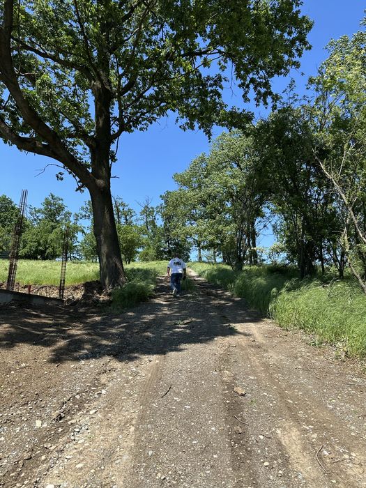 Teren de vanzare Branesti , langa padure si lac