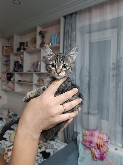 Котенок девочка бесплатно