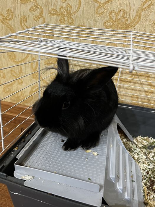 Кролик ручной(декоративный)