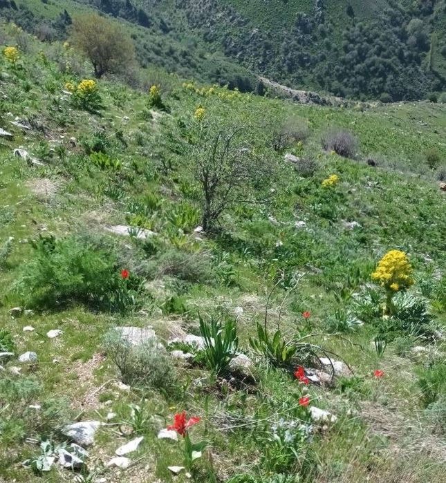 Hostel, uy mehonxona, dam olish maskani, hotel, Urgut togʻida