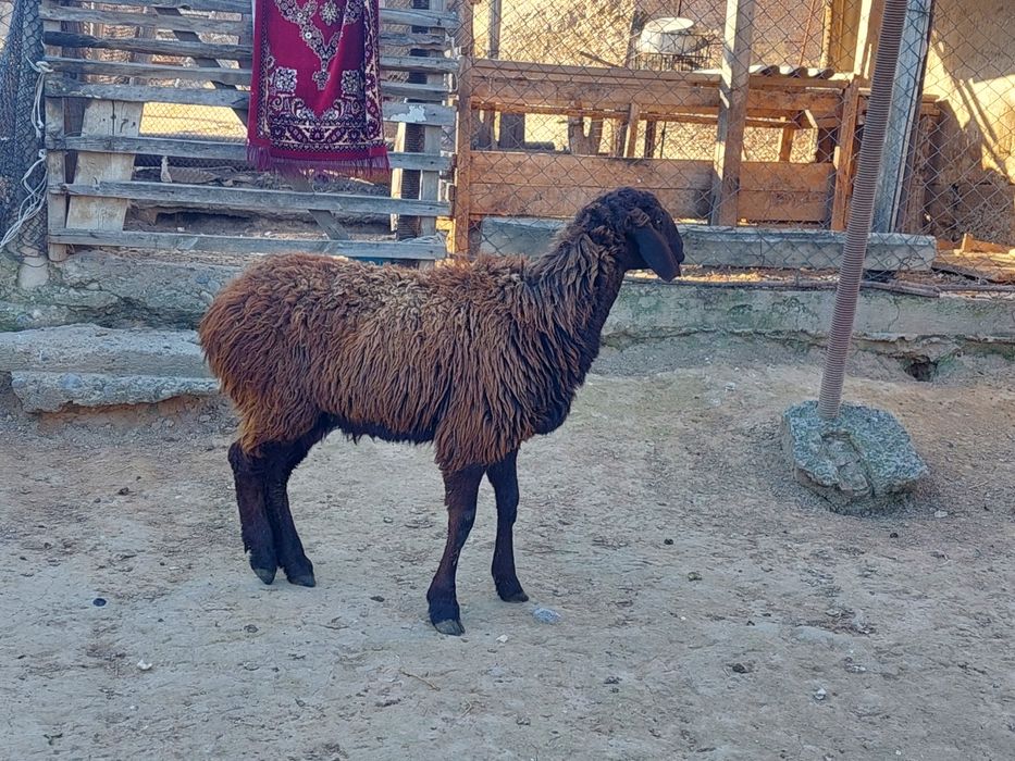 Жас ірі денелі бойдақ қой сатылады