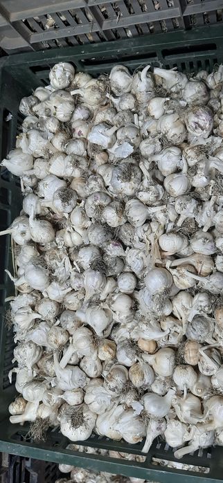 Vand USTUROI românesc!!!