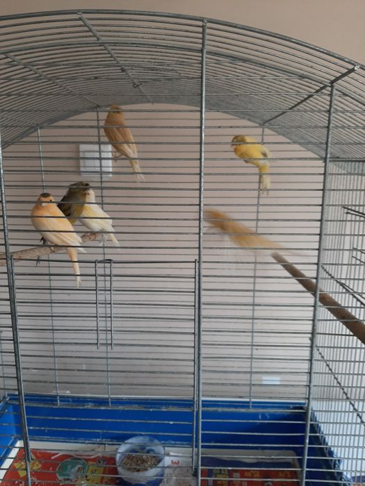 Vând canari 6 buc