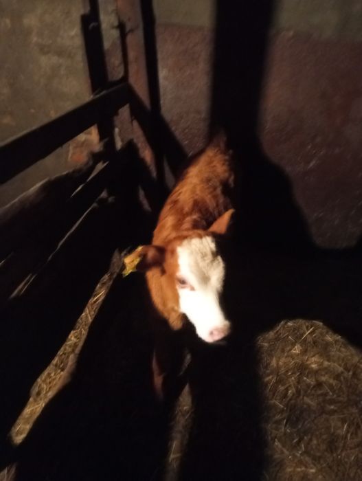 Продам телочку 2недельного