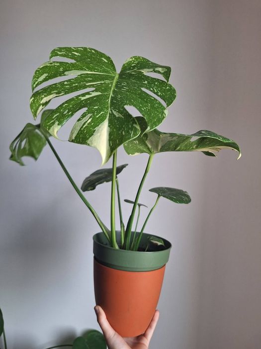 Monstera Thai Constellation