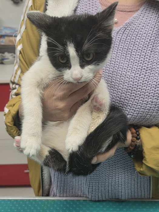 Pisicuta pentru adoptie,pui de pisicuta de adoptat,pisicuta frumoasa,pisica adoptie