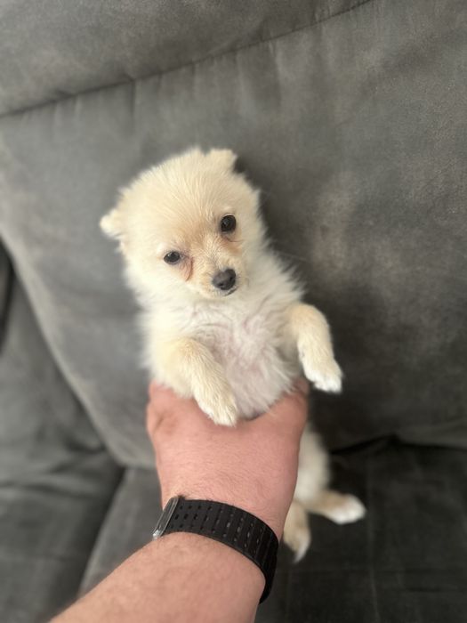 Померан (смеска)