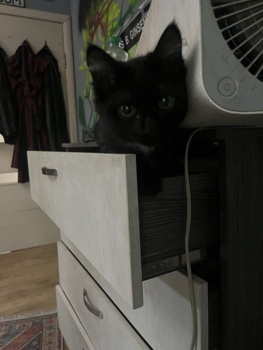 Котенок 5 месяцев