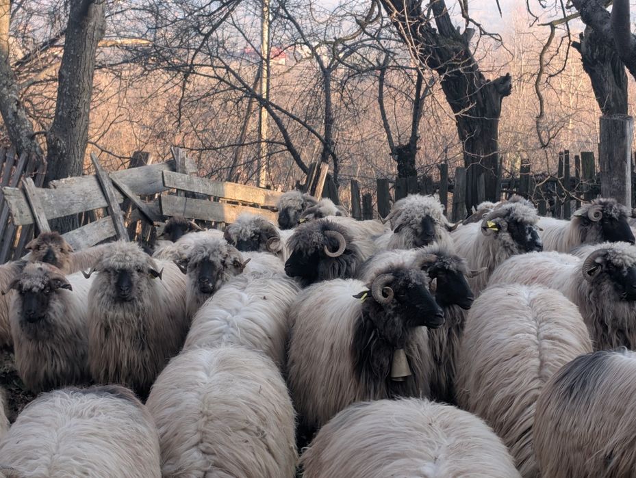 Oi bucălai de vânzare