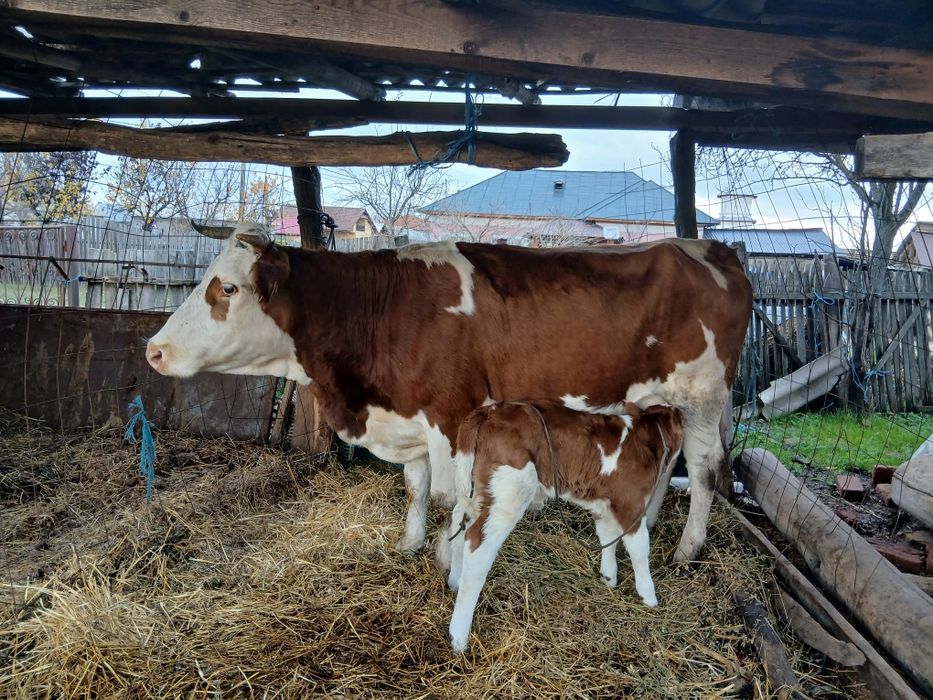 Vând bălțată românească fătată de 1 zi