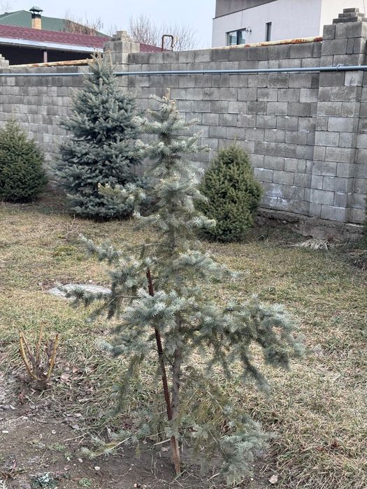 Продам туя  и Ёлки .