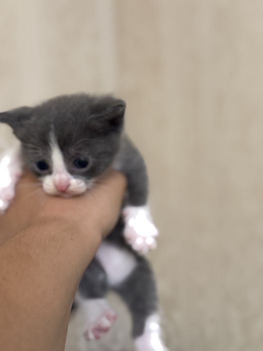 Вислоухие котята