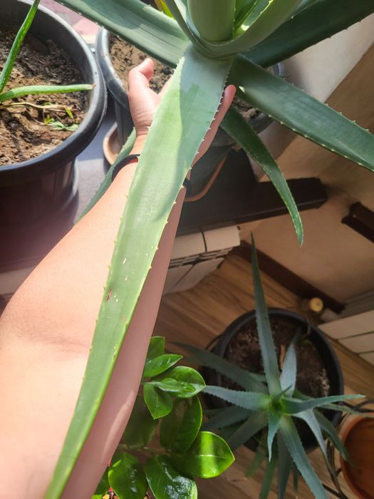 Продам цветок Алоэ