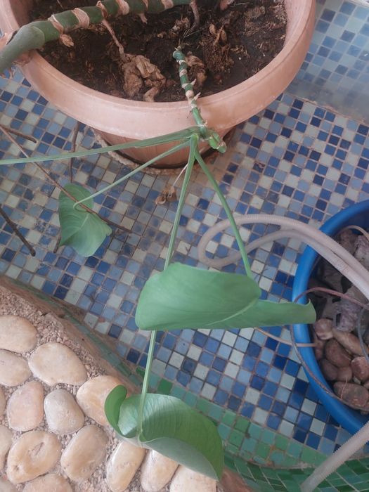 Цветок Монстера комнатный