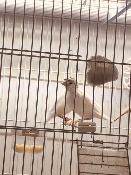 Canari pui de anul acesta