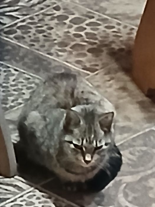 Отдам в хорошие руки