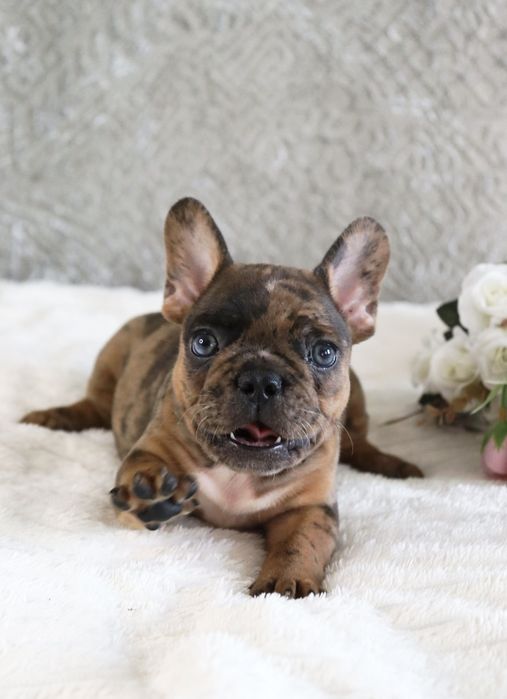 Волшебные мраморные бульдожки