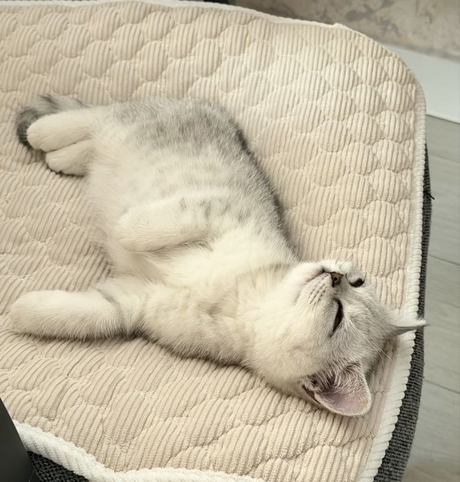 Котенок-девочка 3 месяца