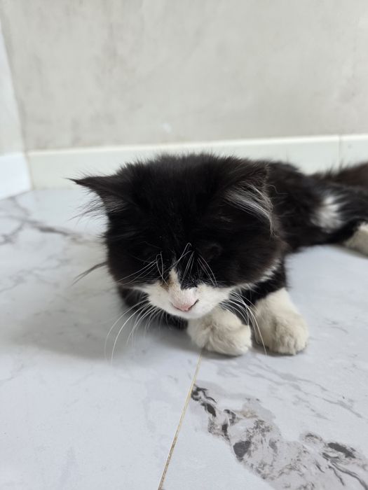 Кошки оба не видят