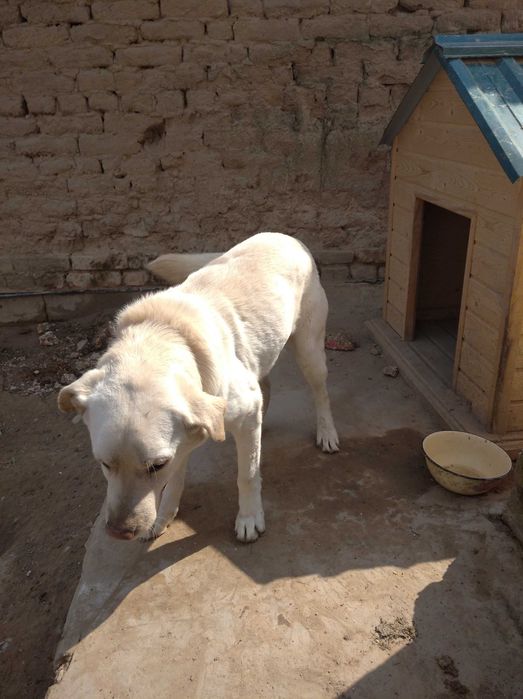 Лабрадор вместе с будкой в добрые руки!