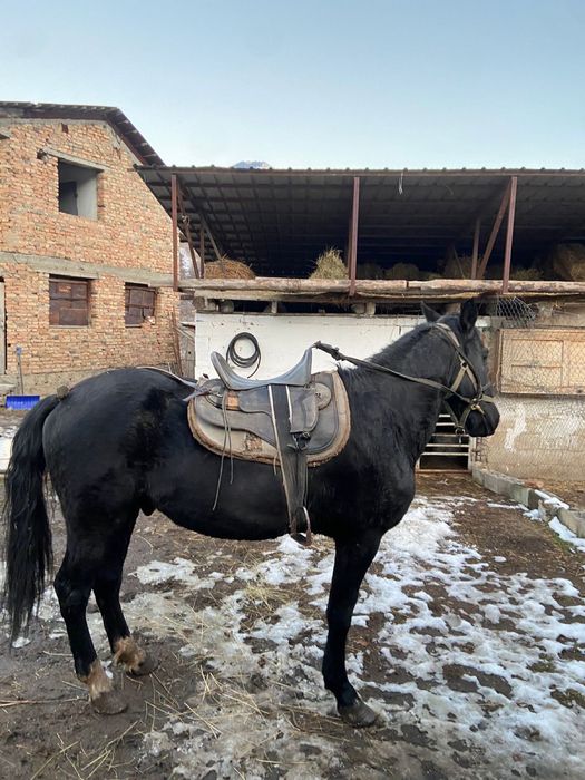 Продаётся ездовой жеребец