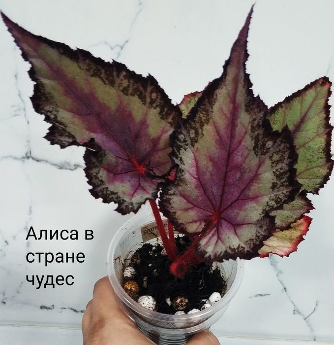Детки  бегоний .