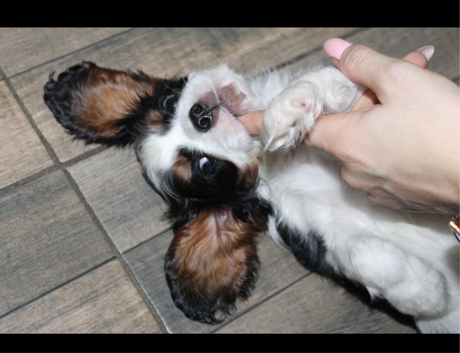 Кавалер Кинг Чарльз спаниель