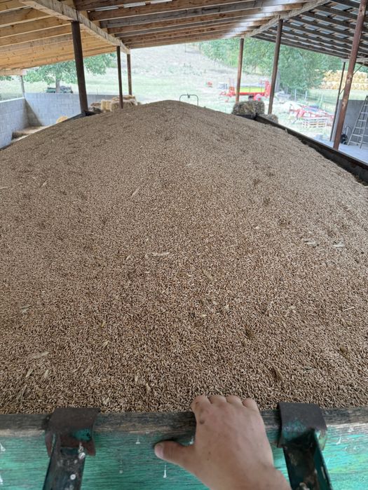 Vand triticale si orz