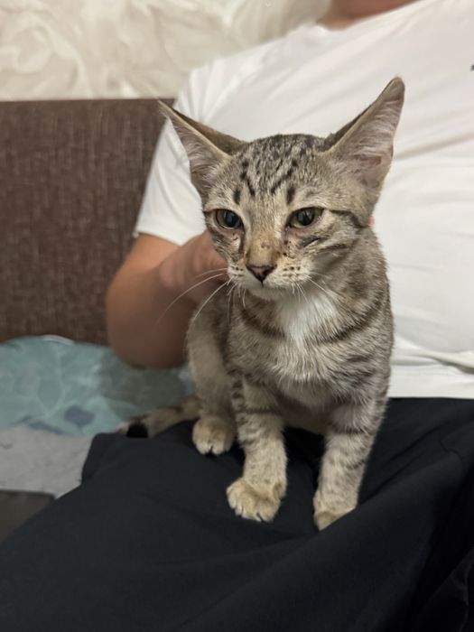 Котенок мальчик отдам сами привезем