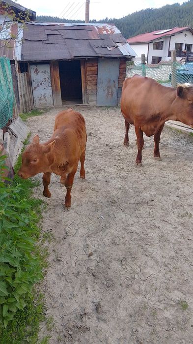 Продавам крава с телето