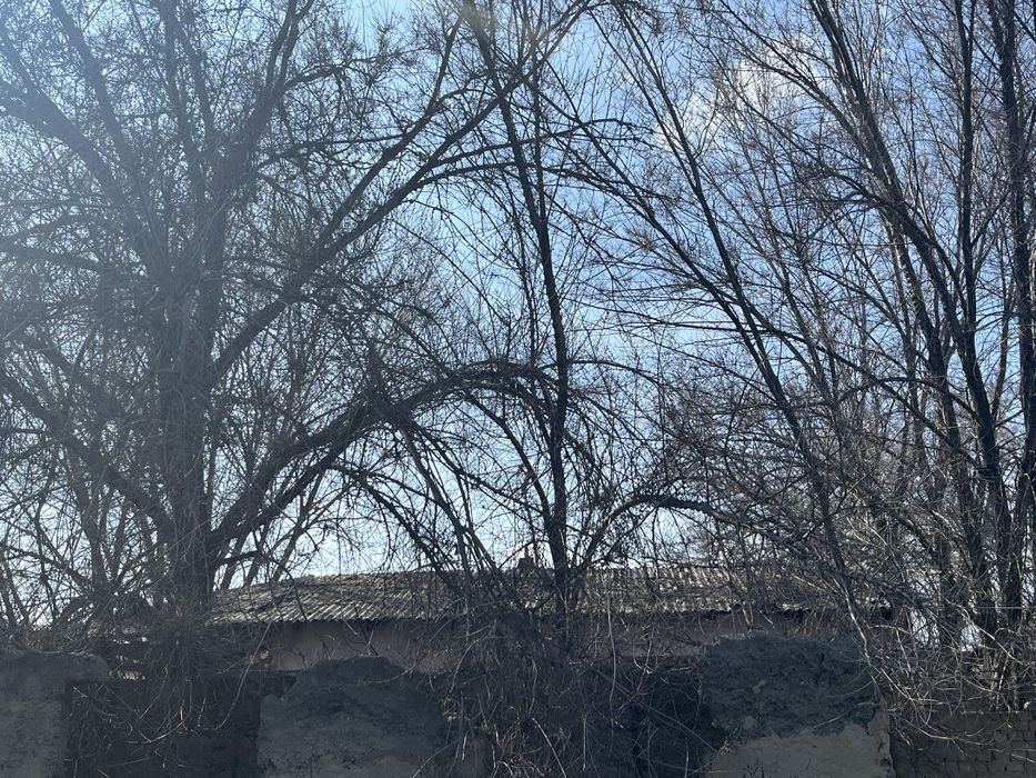 карагач дерево бесплатно