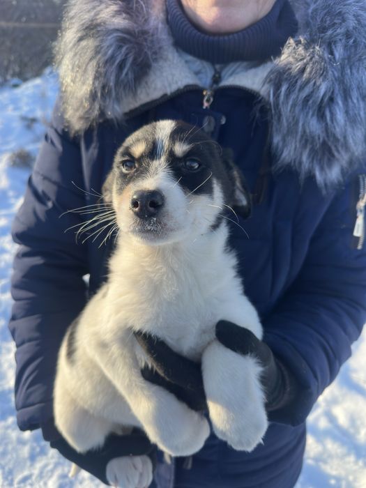 Щенок девочка вакцинированая