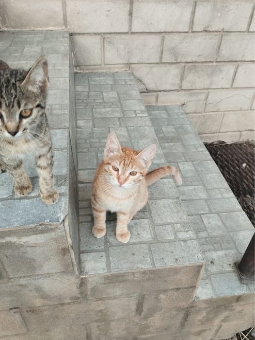 Отдам котят в добрые руки